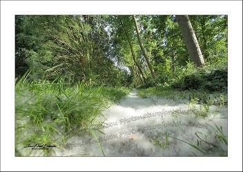La neige des peupliers ...