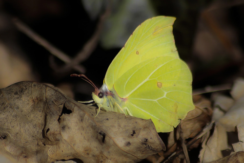  Pieridae Coliadinae  Gonepteryx rhamni L. : Le Citron - Saint jean de chevelu - Savoie