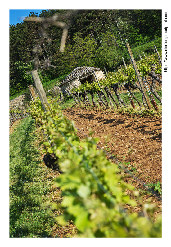 Des côtes de Nuits aux côtes de Beaune en Bourgogne