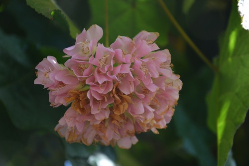 Randonnées dans l'Ile aux fleurs - Madère - avril 2018