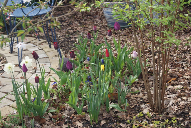 Les tulipes du jardin