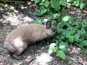 lapin_014