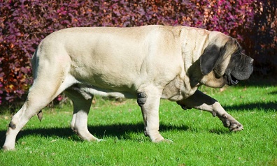 Loin du chien-chien à sa mémère ... 