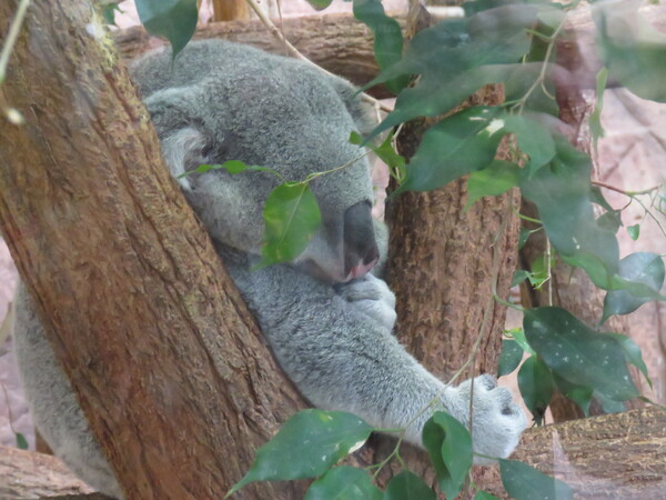 Zoo de Beauval (13).