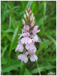 La flore des Pyrénées