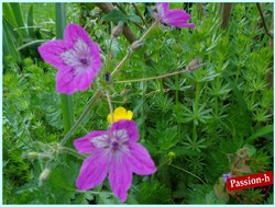 et si nous descendions au jardin!!!!