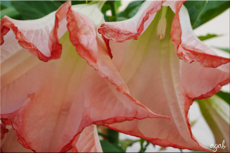 promenade photographique du 16 au 30 septembre  2019