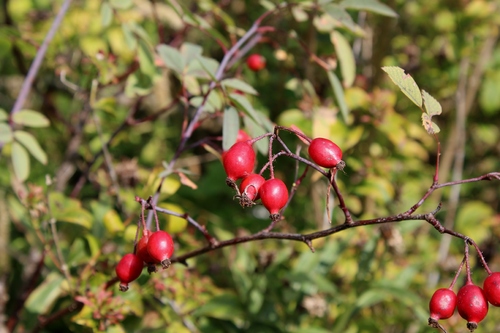 Jardin d'automne