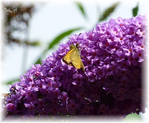 Un tour dans le jardin debut Aout.....