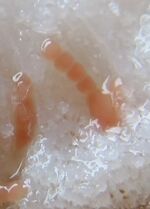 Acropora loripes - Gonades - Cliquer pour agrandir