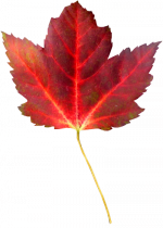 Tubes png feuilles