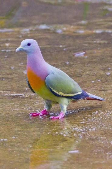 The Pink-necked Green Pigeon is NOT photoshopped. It is found in Southern Asia.