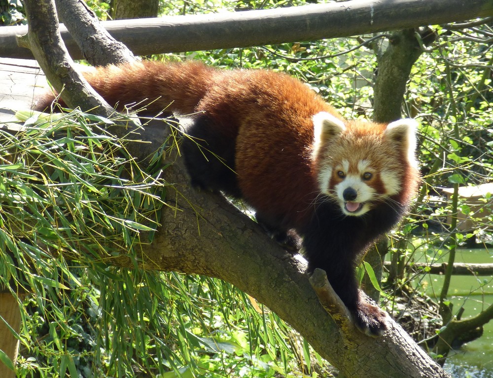 Notre Parc Animaliers