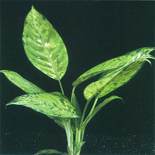 Dieffenbachia bausei