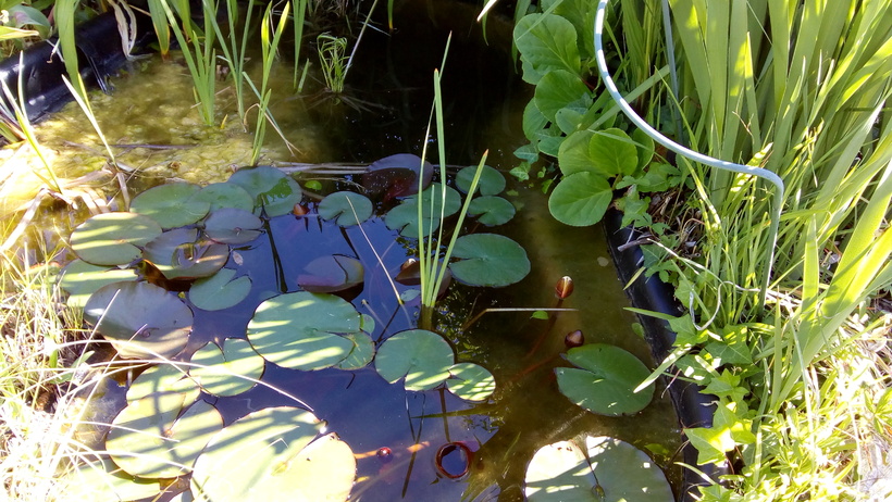 Mon Bassin (avec ces iris blanc et sa verdure 