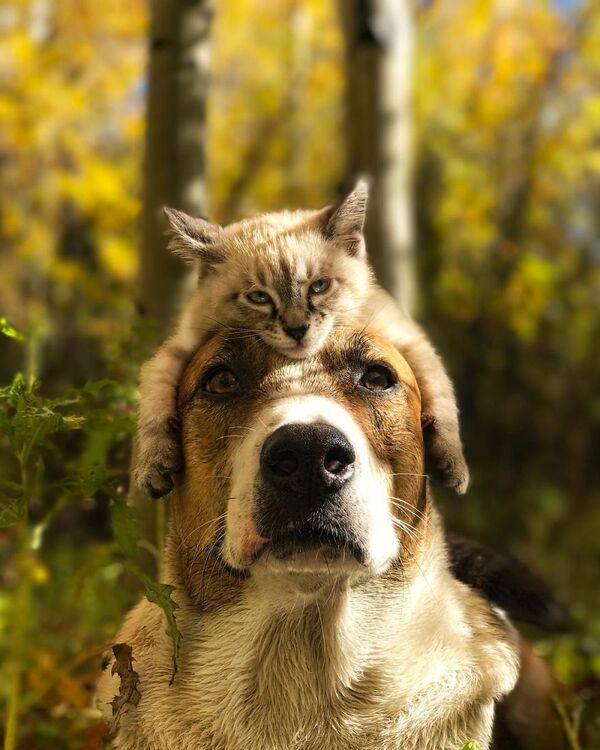 Harry le chien et Baloo le chat