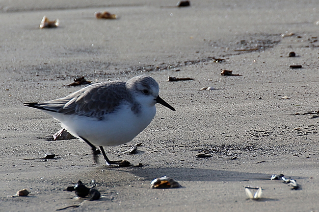 Bécasseau sanderling