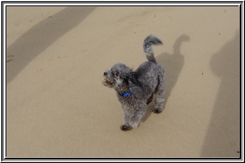 Titi Falcon à la plage