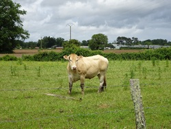 CR / RANDO 15 / ST-MEDARD-de-GUIZIERES