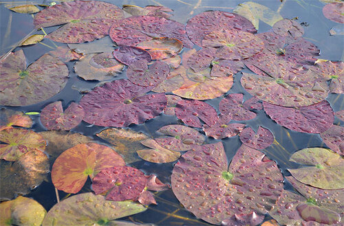 Feuillage le 7 décembre. Foliage of 7th December