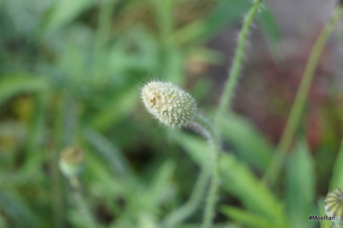 Coquelicot, Evolution Of Flower