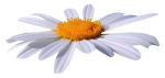 Tubes Marguerites
