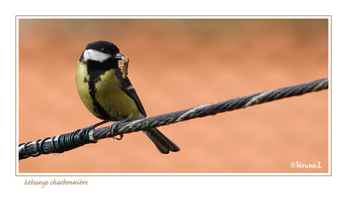 La mésange charbonnière