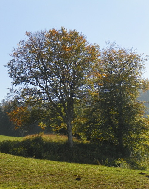 Les couleurs de l'automne