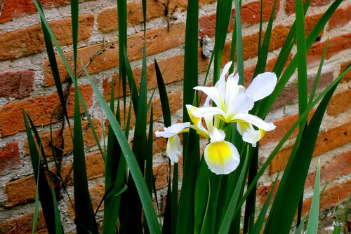 Les iris tardifs