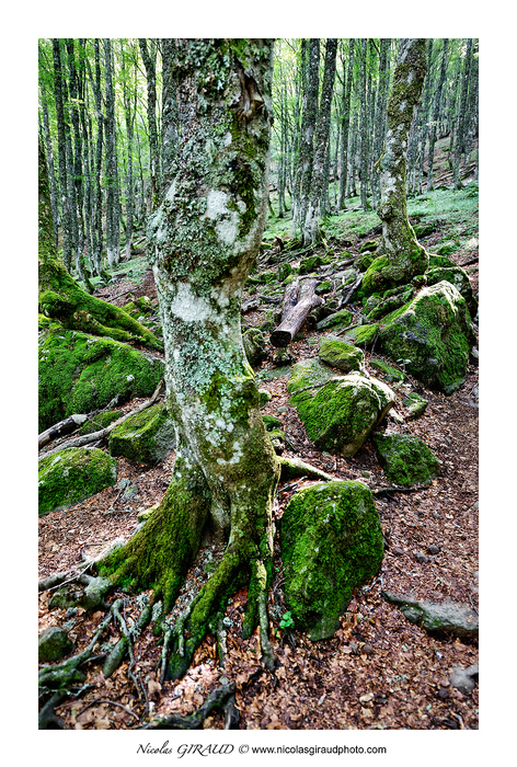 L'Elancèze, belvédère des Monts du Cantal