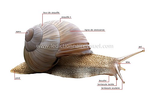 morphologie-de-escargot-285330