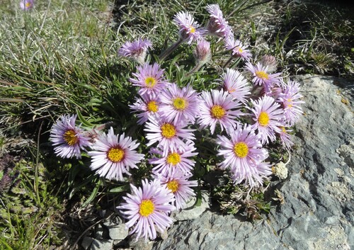 Fleurs roses