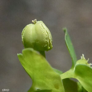 Euphorbia peplus - euphorbe des jardins