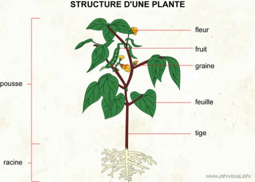 Structure d'une plante