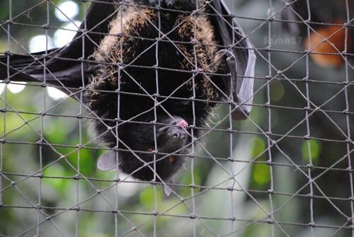 Renard-volant de Livingstone. 