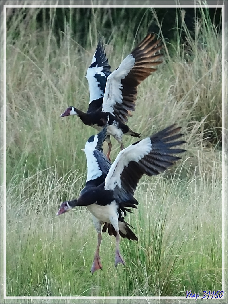 Oie-armée de Gambie, Spur-winged Goose (Plectropterus gambensis) - Fleuve Zambèze - Zimbabwe