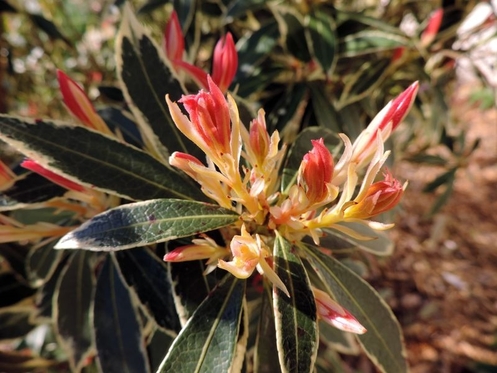 Florilège de couleurs au Gachignard