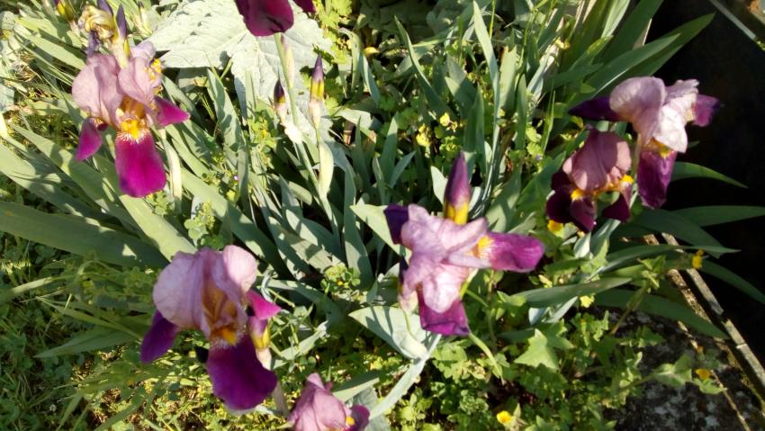 Iris germanica, l’iris des jardins(tout sol même calcaire et aime la sécheresse,il y a de nombreuses variétés