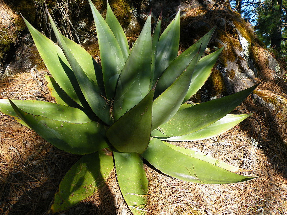 Agave_atrovirens