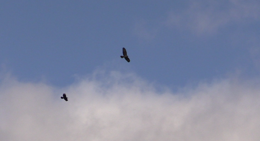 Combat en plein ciel