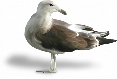 tubes oiseaux