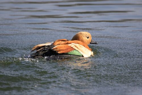 Tadorne casarca (Ruddy Shelduck)