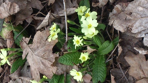 Primevère - le printemps est là