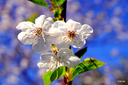 Fleurs du cerisier 