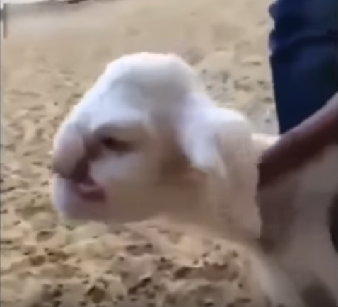 Une chèvre avec un visage humain est né en Russie