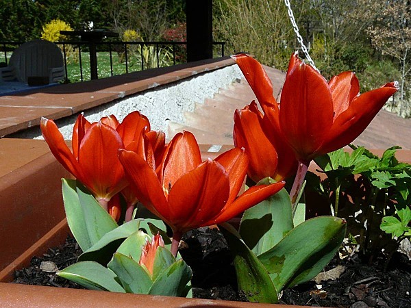 Tulipes-pluriflores-naines-02.jpg