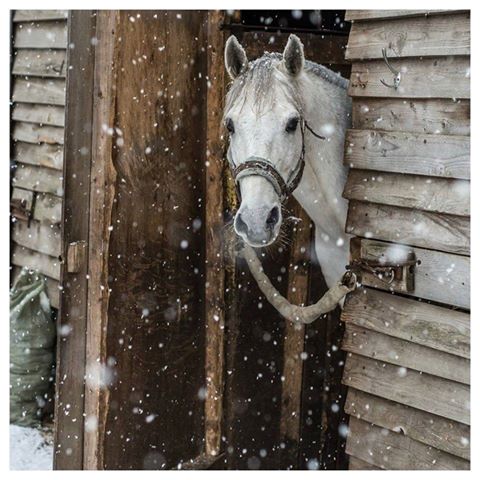 C  P  CHEVAUX  9