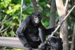 {animal de la semaine} L'atèle noir de Colombie.