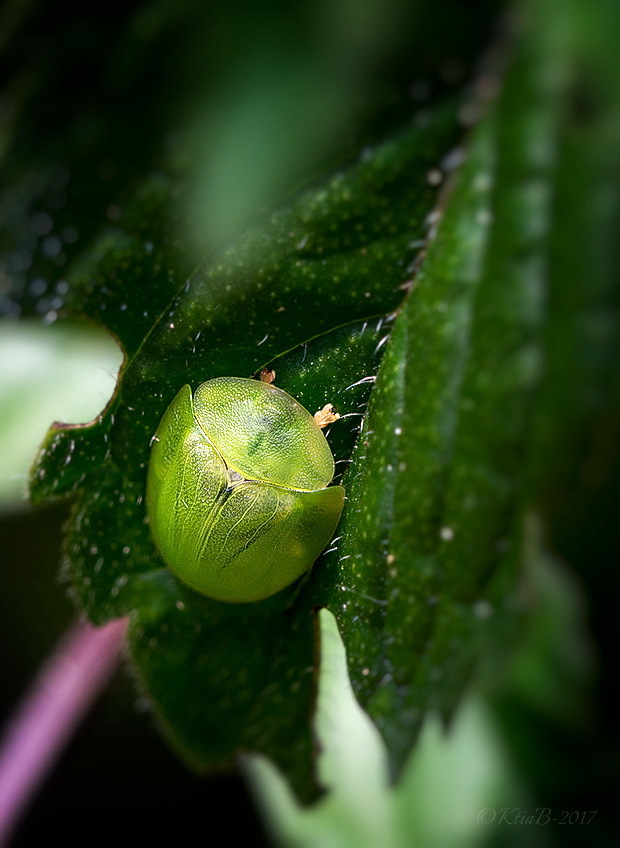 Cassida viridis