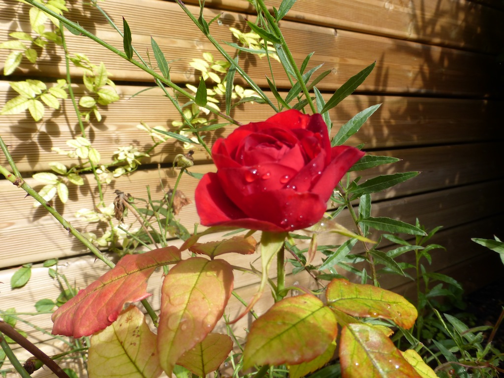 Bon week-end avec les fleurs du petit jardin de ma fille.